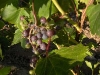 vineyard-10.jpg