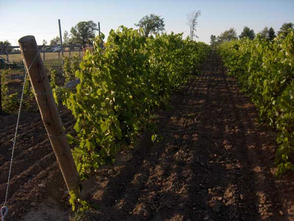 vineyard-002_0.jpg