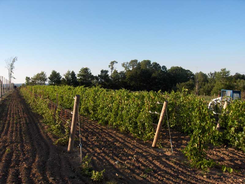 vineyard-11.jpg