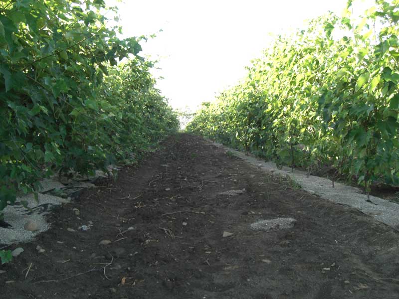 vineyard-3.jpg